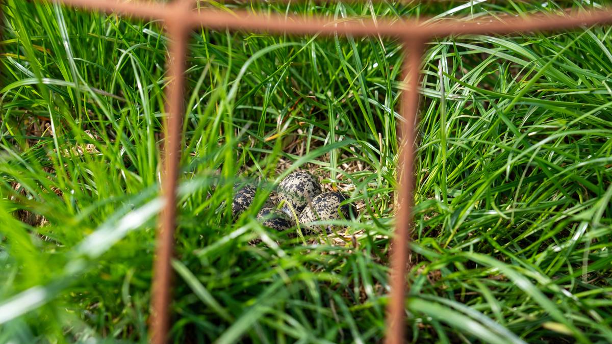 Prøver å redde utrydningstruet vipe