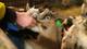 Geese and goats vying for Einar's attention