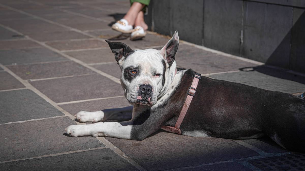 På tur med hunden: – Styr unna varm asfalt
