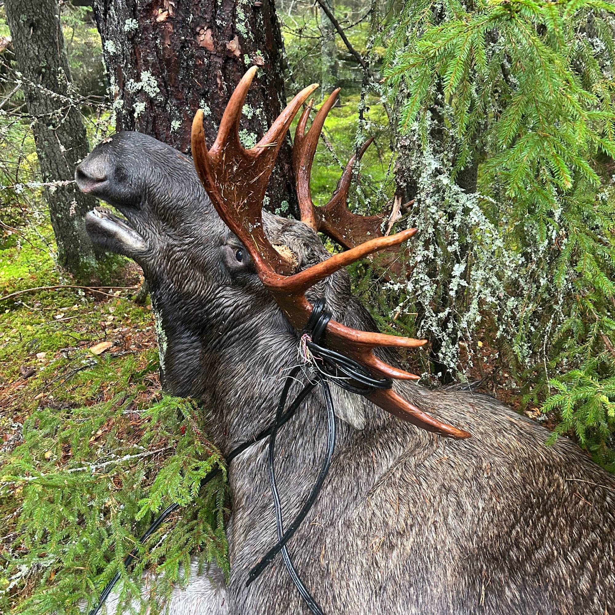 et stort dyr med gevir (Bildebeskrivelsen er laget av en KI-tjeneste)