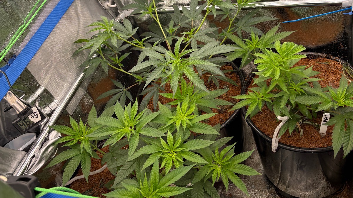 Politipatruljen kjente at det luktet kraftig cannabis