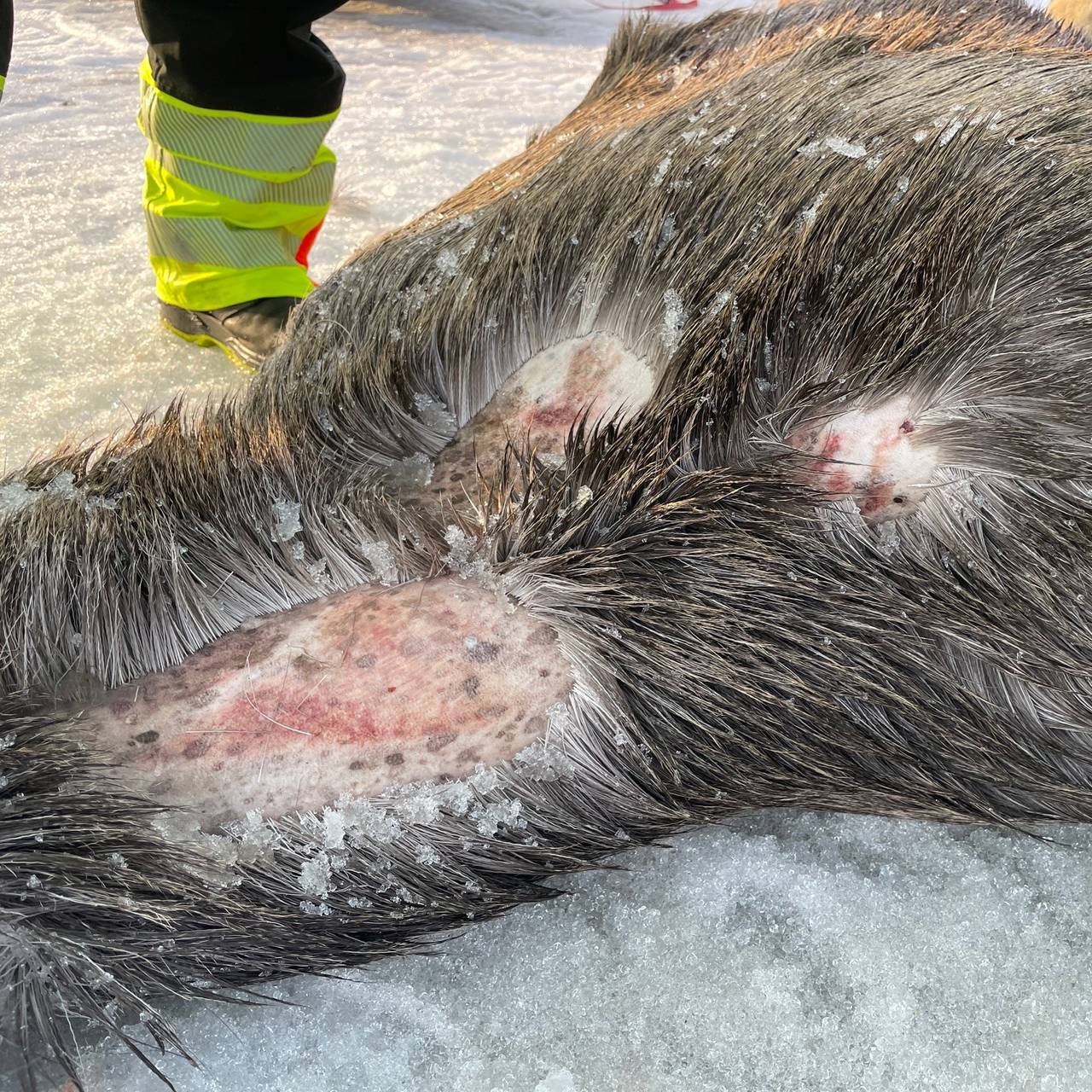 Elg på Bardufoss flystasjon