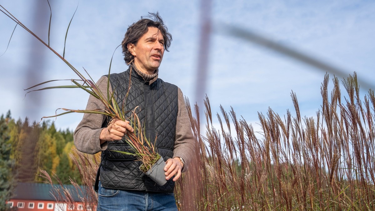Bengt vil forby jordklumpen som kommer med planten din
