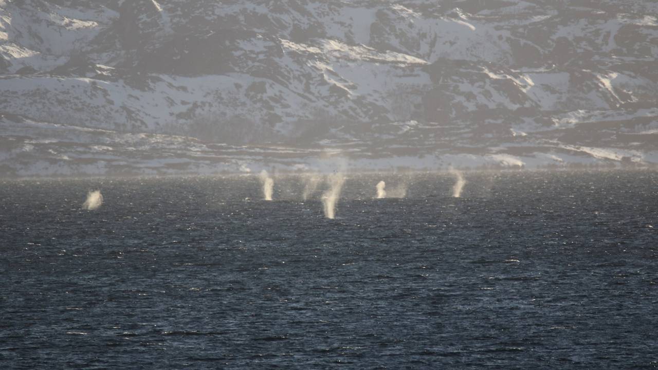 hval i vadsø