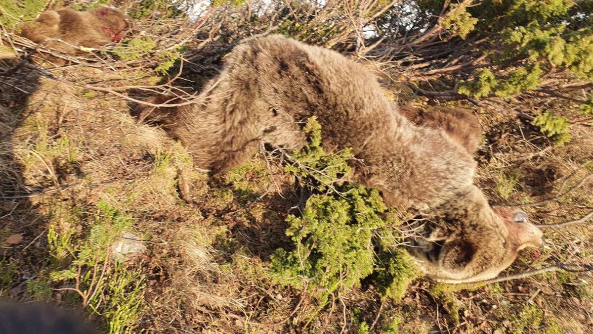 Three bears shot – man claims he shot in emergency in Lierne – NRK Trøndelag