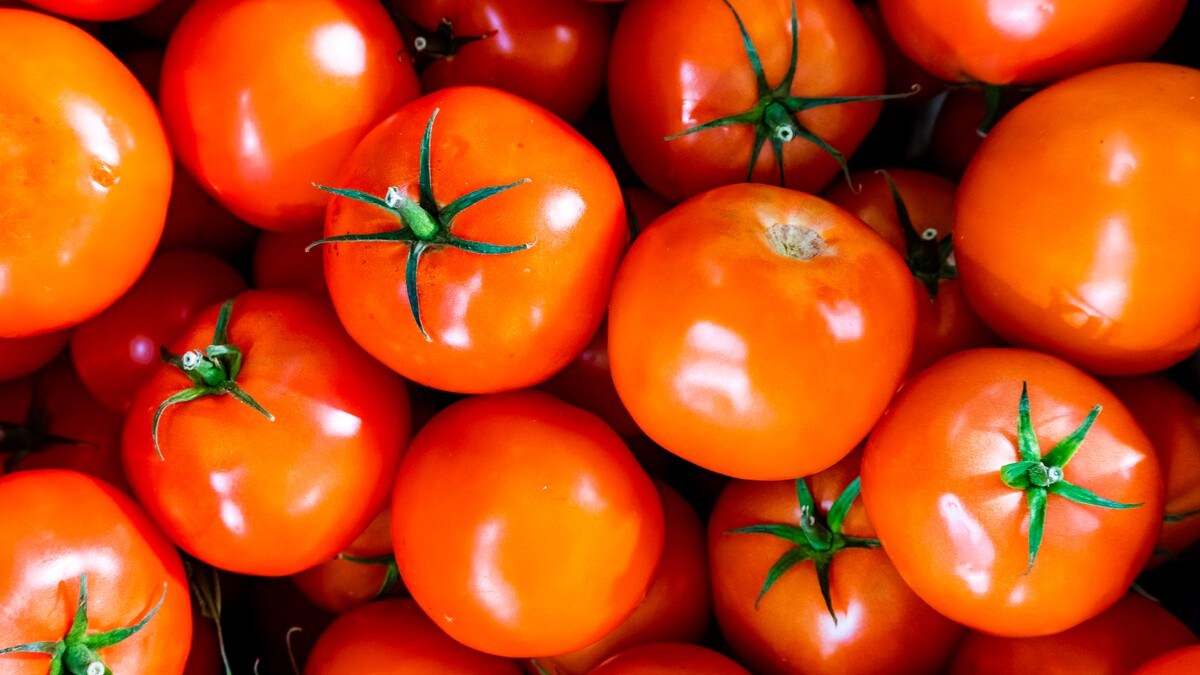Rekordår for norske tomater