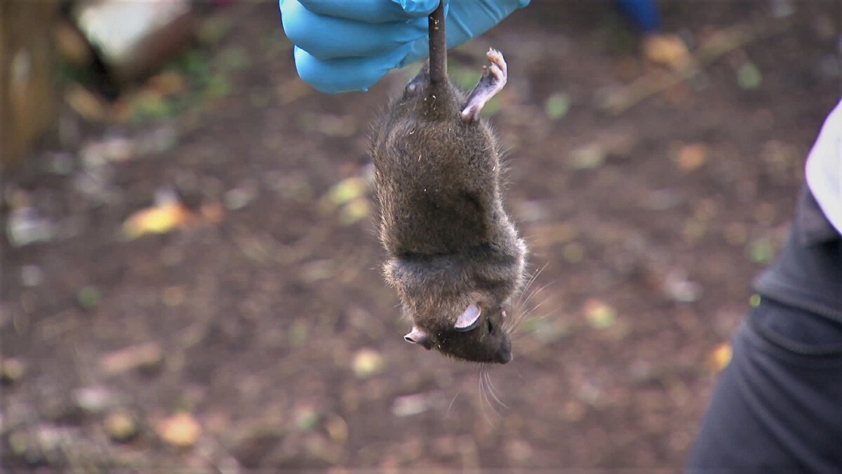Det vrimler av rotter i nabolaget: – Har ikke vært borti noe så ille