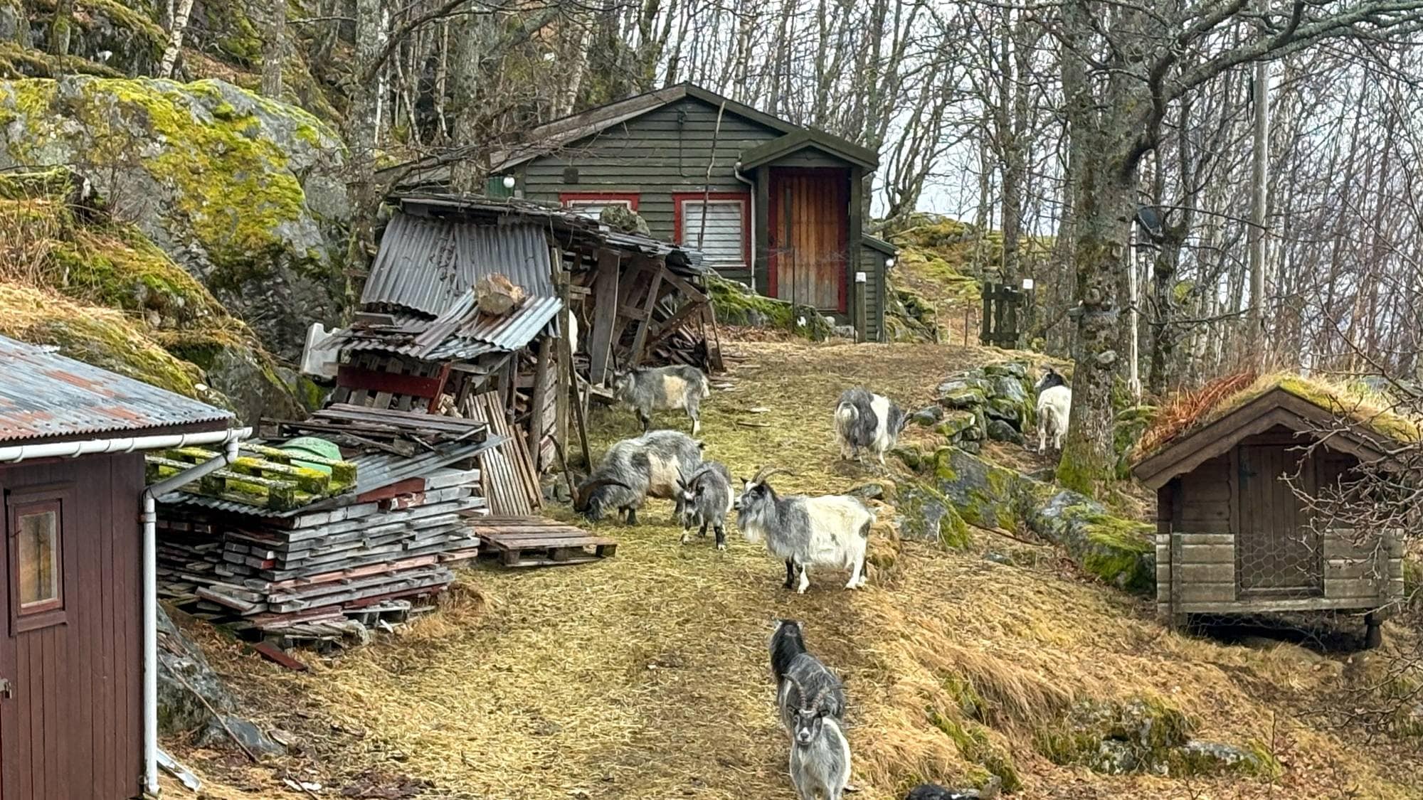 ein flokk geiter på eit tun 
