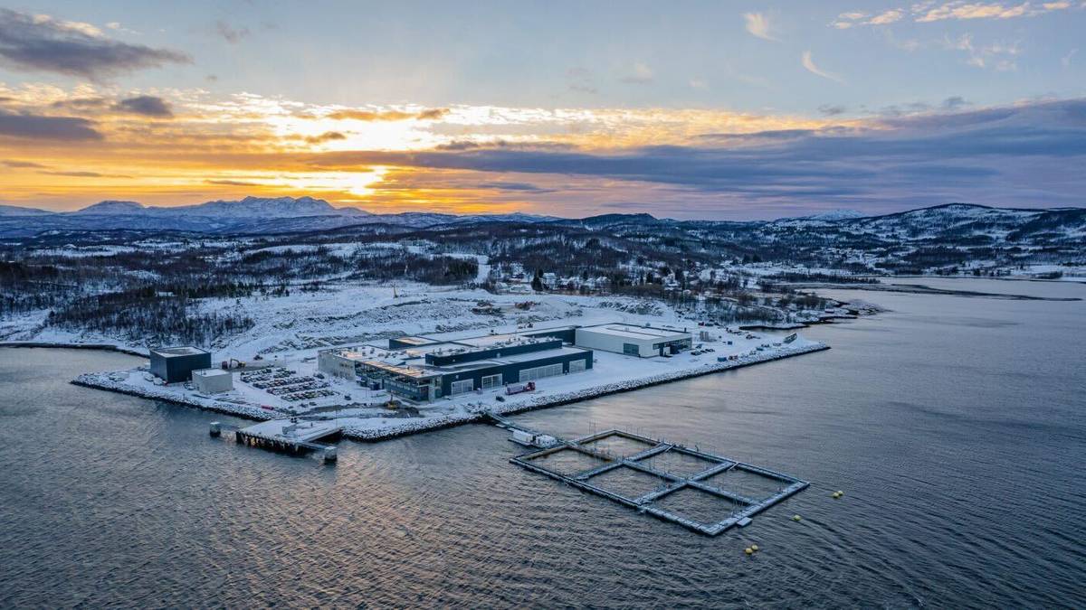 More than 30,000 fish died in Senja – NRK Trams and the Salmar plant in Finnmark.