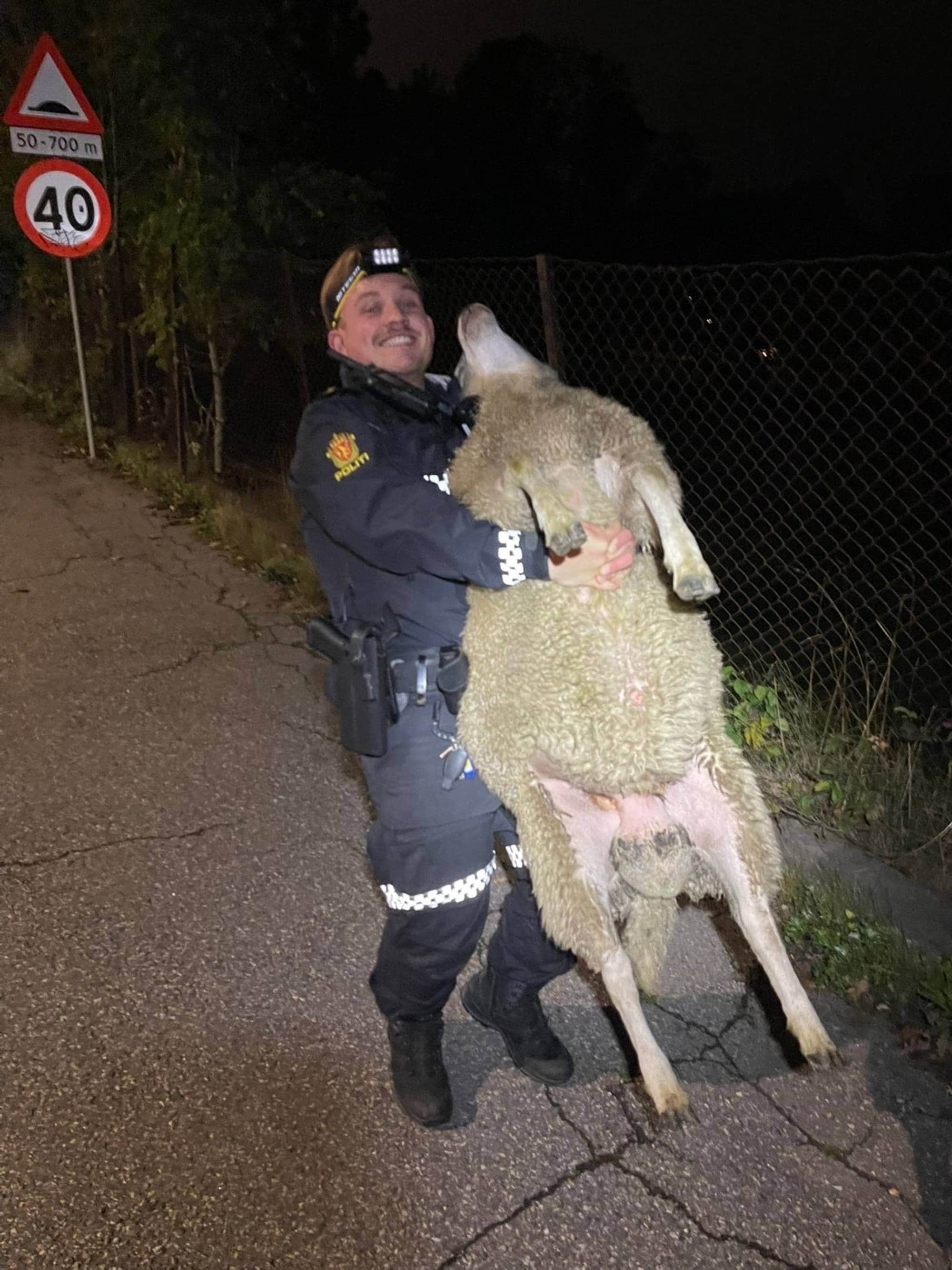 Politiet i Moss arresterer sau
