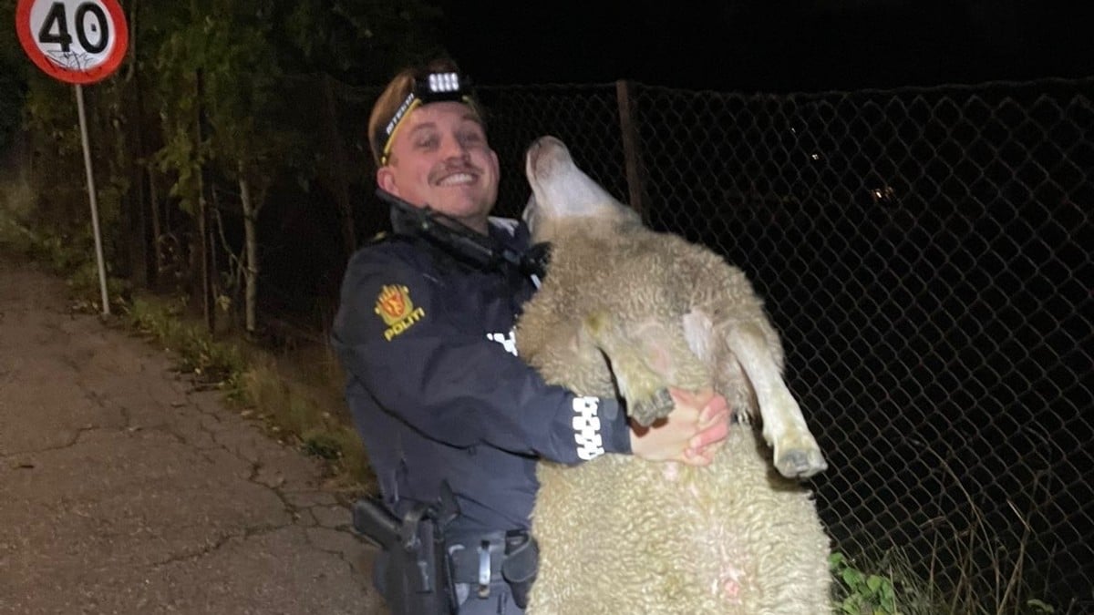 Politiet stoppet uvanlig får-bryter på ull-lovlig ferd i Moss