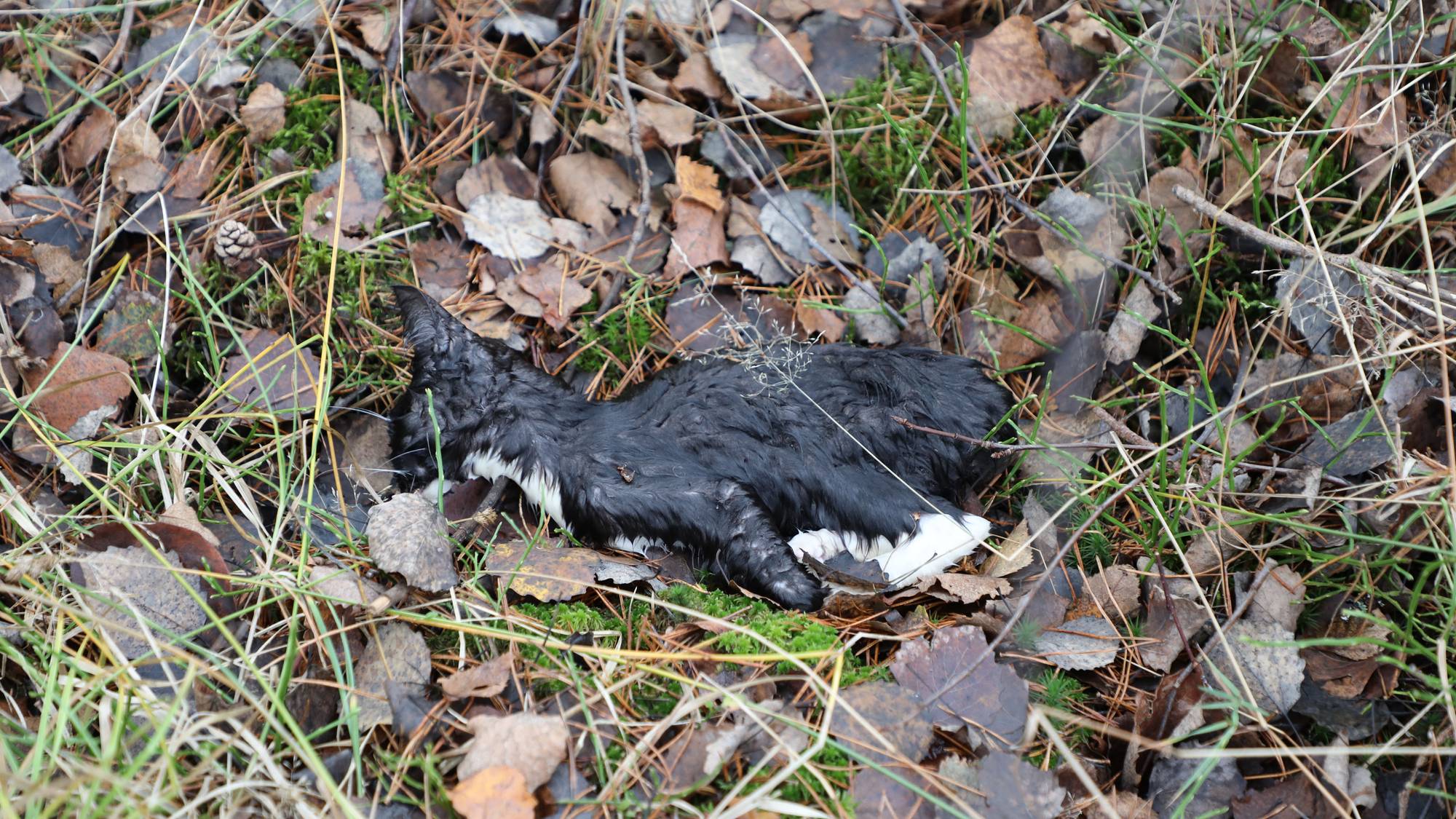 Død kattunge i Fredrikstad