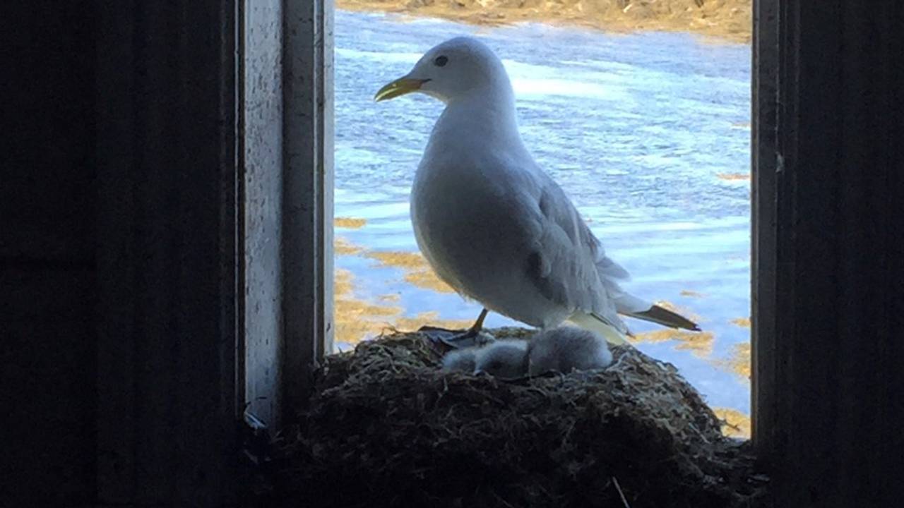 Enn så lenge er Toralf sitt hus overlatt til fuglene.