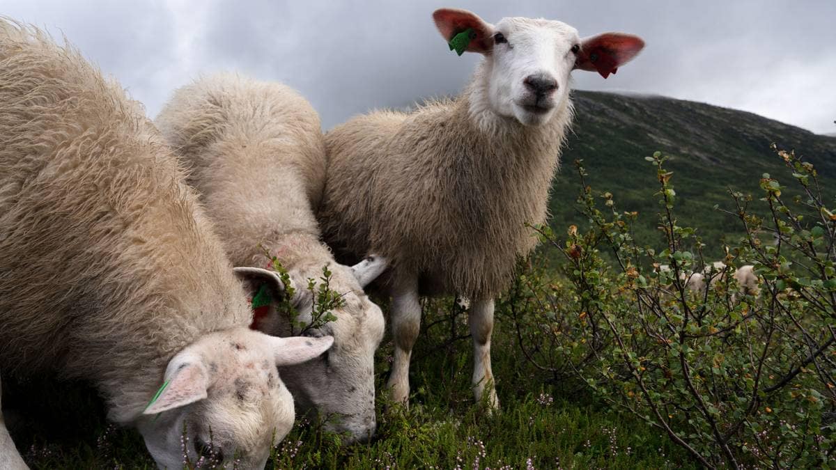 Ny teknologi skal redde lamma: – Det opnar opp ei ny verd