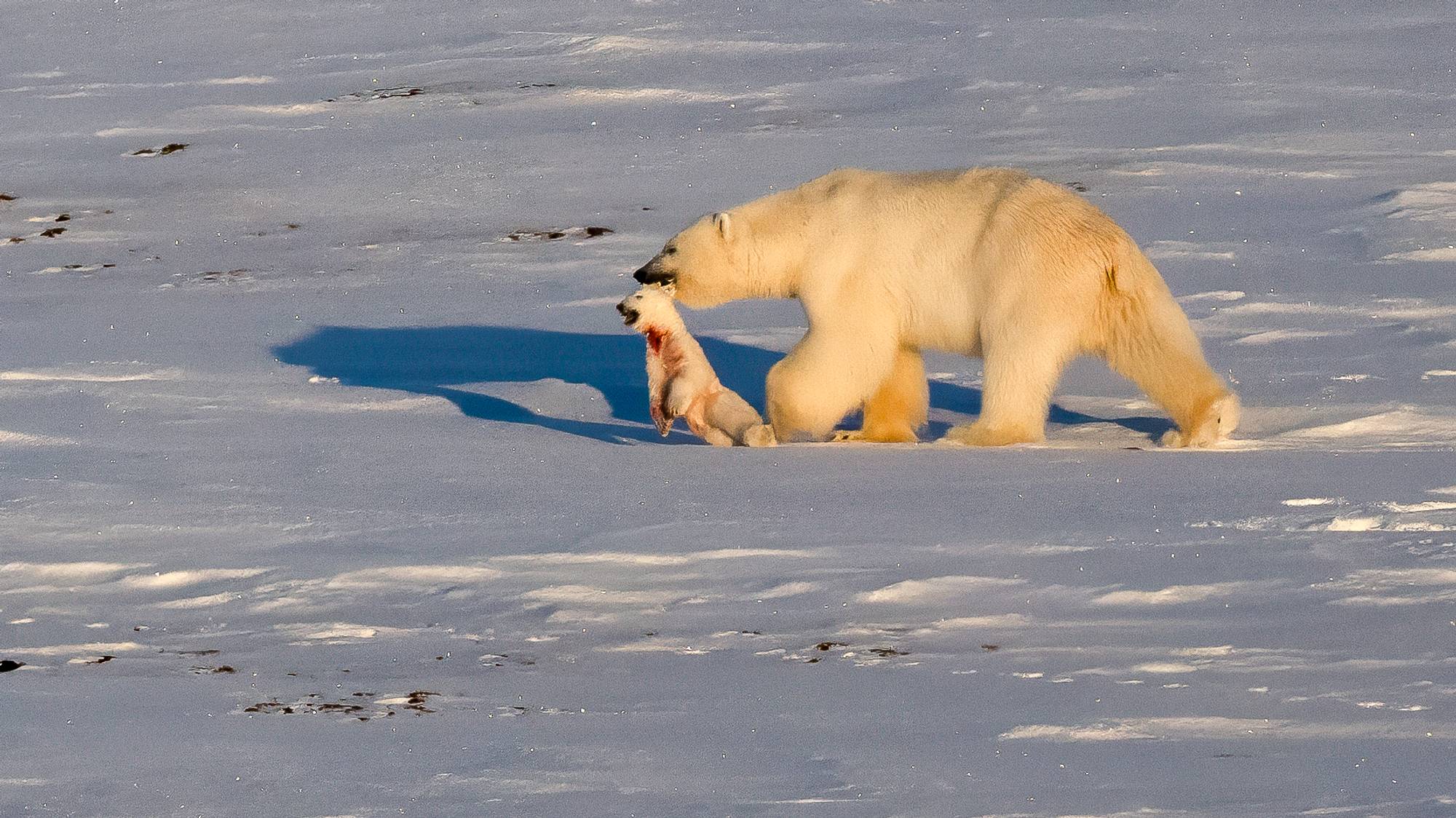 En isbjørnhann har drept bjørnunge i Van Mijenfjorden på Svalbard og bærer den med seg