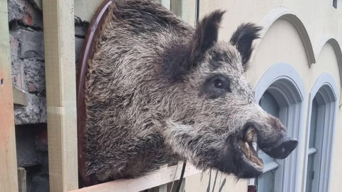 Fant villsvinhode hengende på hotellet