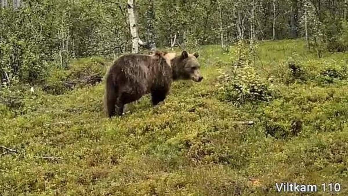 Bjørn drepte sau i Saltdal – bønder frykter flere tap