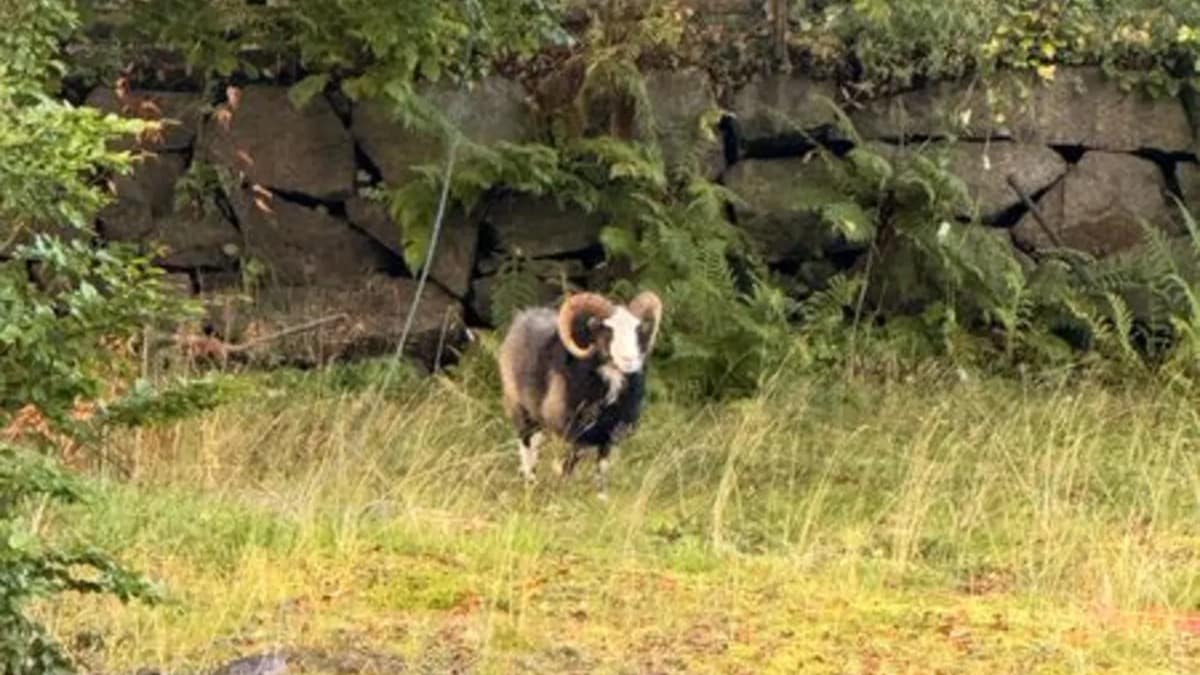 En vær med store horn står på en gressplen foran en steingjerde og trær. (Bildebeskrivelsen er laget av en KI-tjeneste) FOTO: Politiet