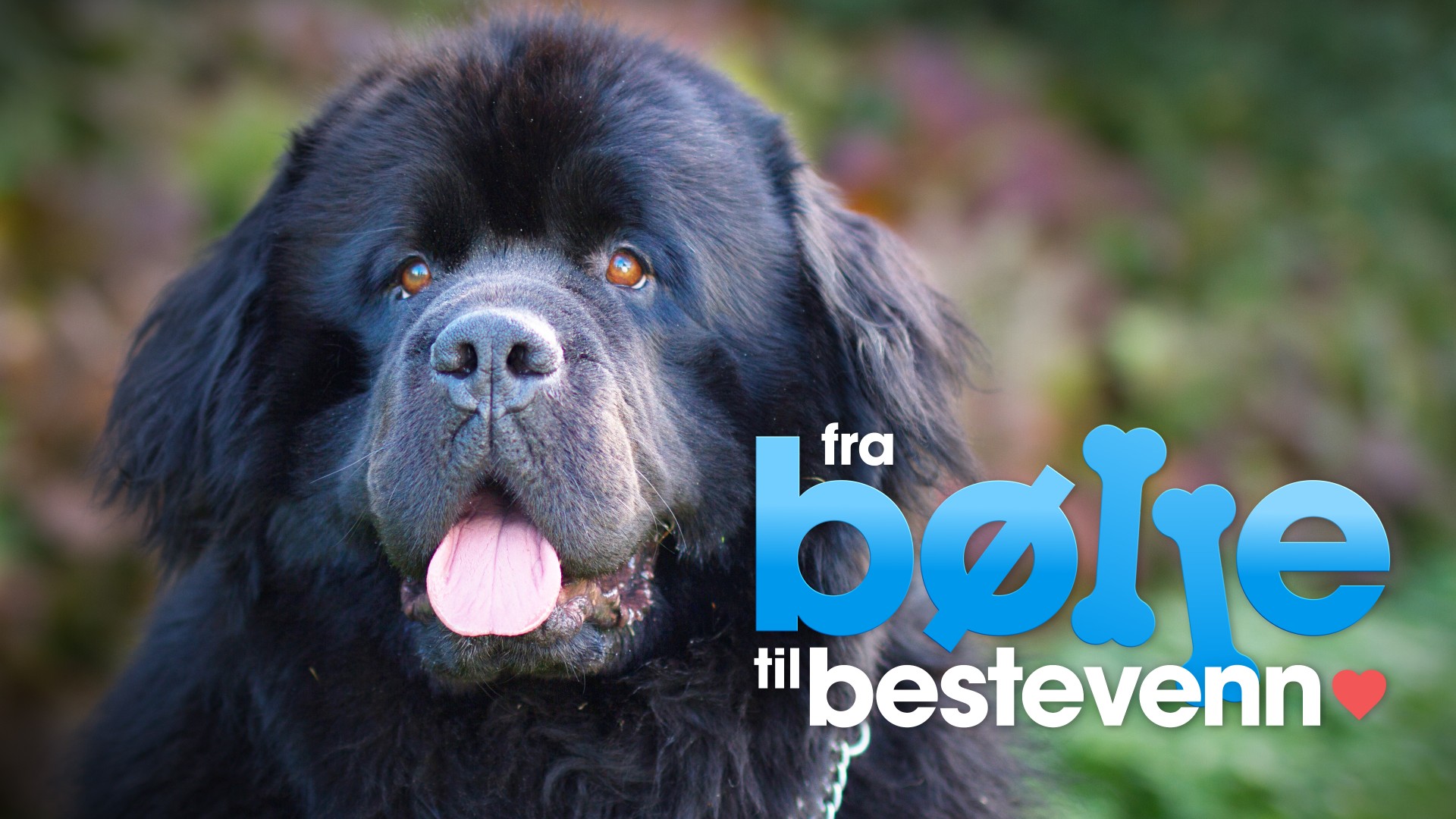 Nrk Fra Bølle Til Bestevenn