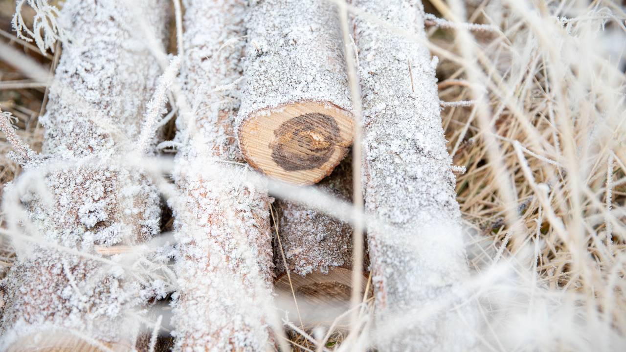 Rotkjuke. Skog gran.