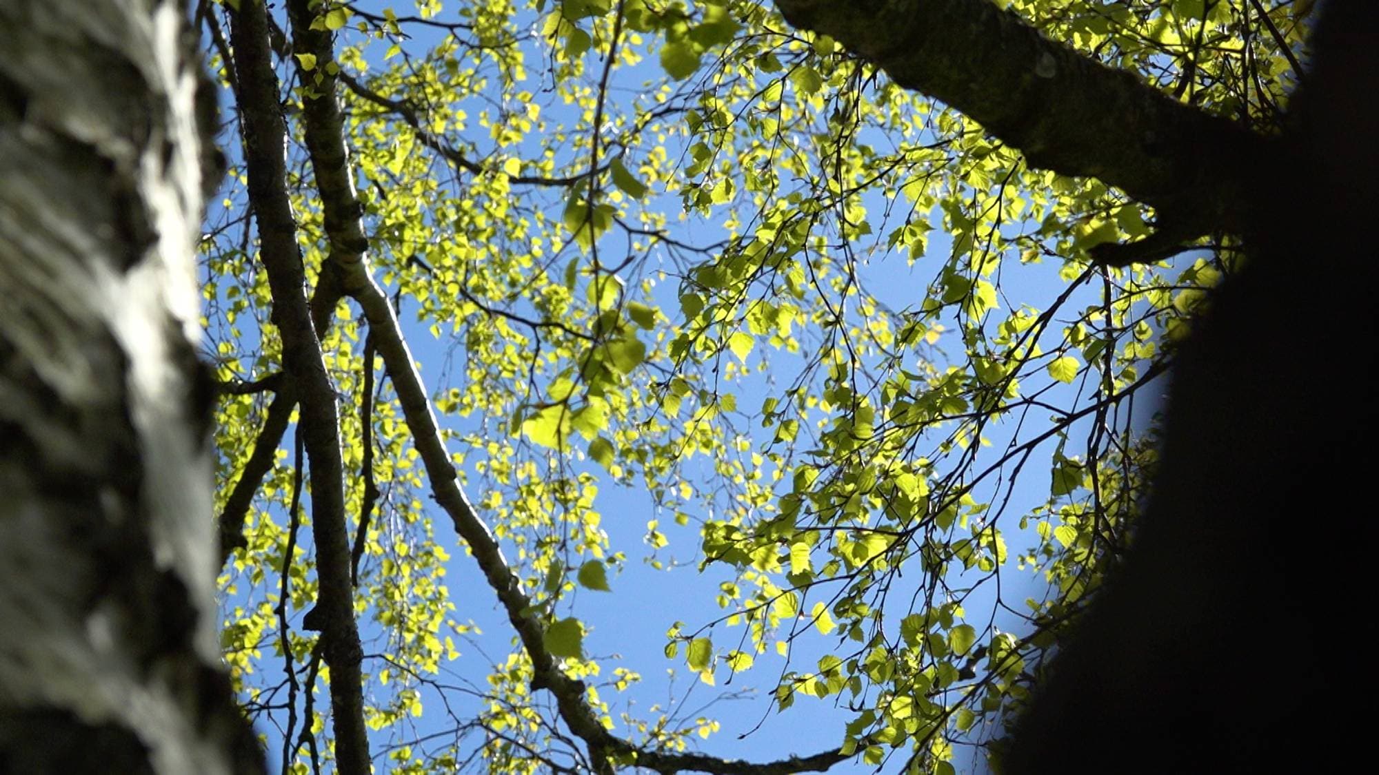 Bildet viser trær med lysegrønne blader mot en klar blå himmel. En del av en trestamme er synlig i forgrunnen, ute av fokus til venstre. Grenene strekker seg oppover, og lyset skinner gjennom løvverket. Bildet er tatt nedenfra og opp. (Bildebeskrivelsen er laget av en KI-tjeneste)