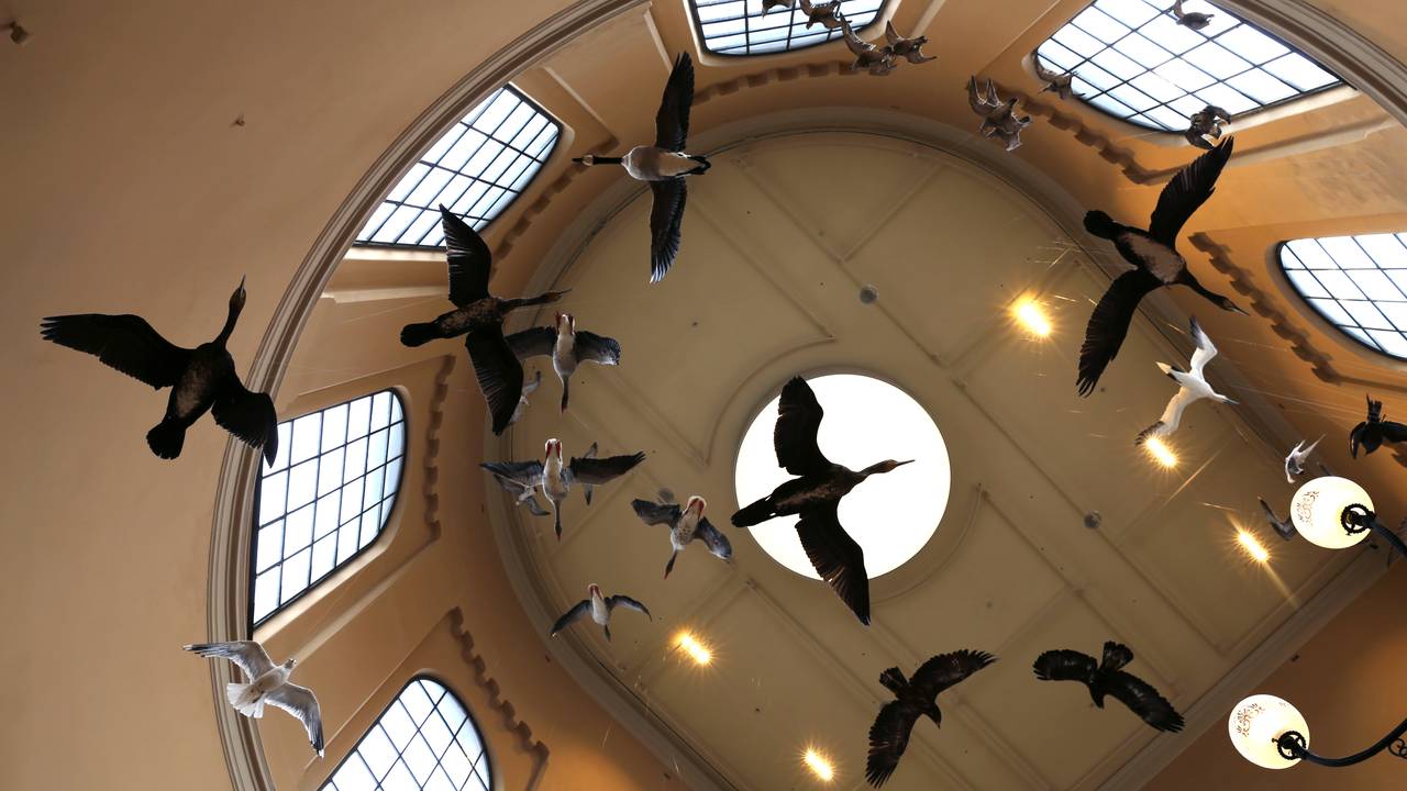 Naturhistorisk museum i Bergen åpner igjen