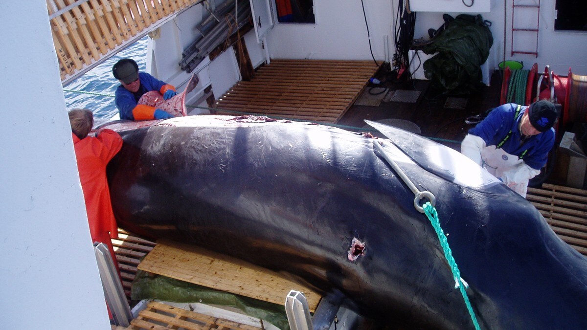 – Barbarisk, gammeldags og unødvendig, sier britisk milliardær om norsk hvalfangst