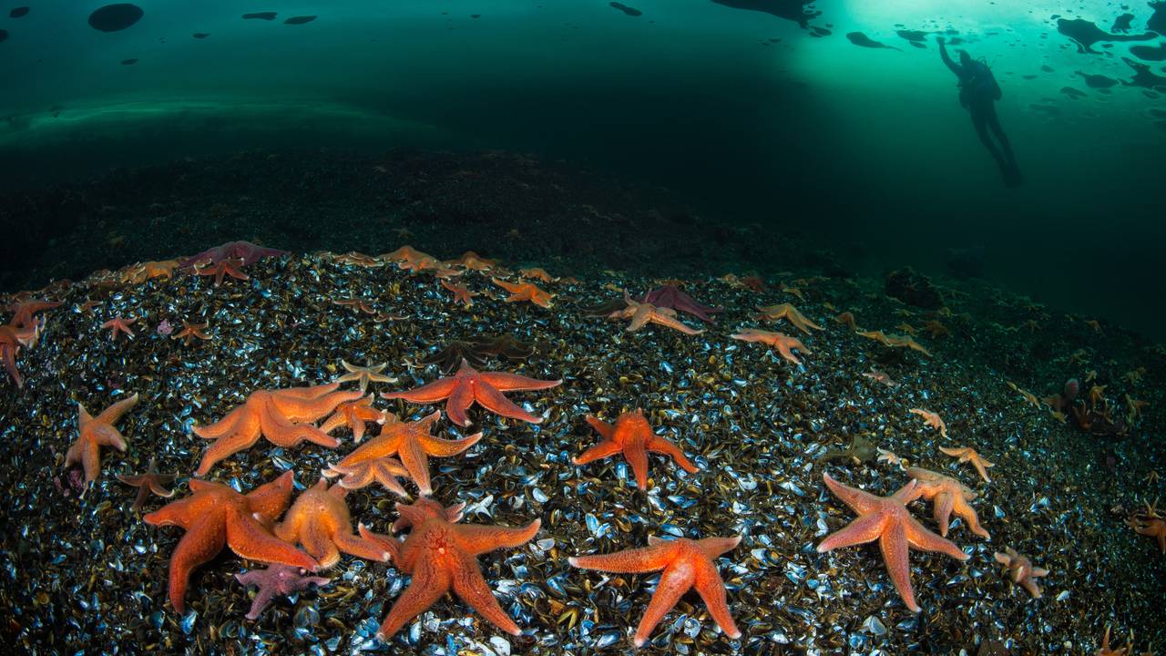 Et fjell av blåskjell i fjorden i Arnavågen, dekket av orange sjøstjerner