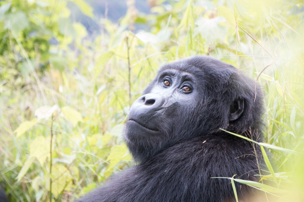Bli med på besøk hos fjellgorillaene i Uganda | Christine Præsttun - Afrika-korrespondent
