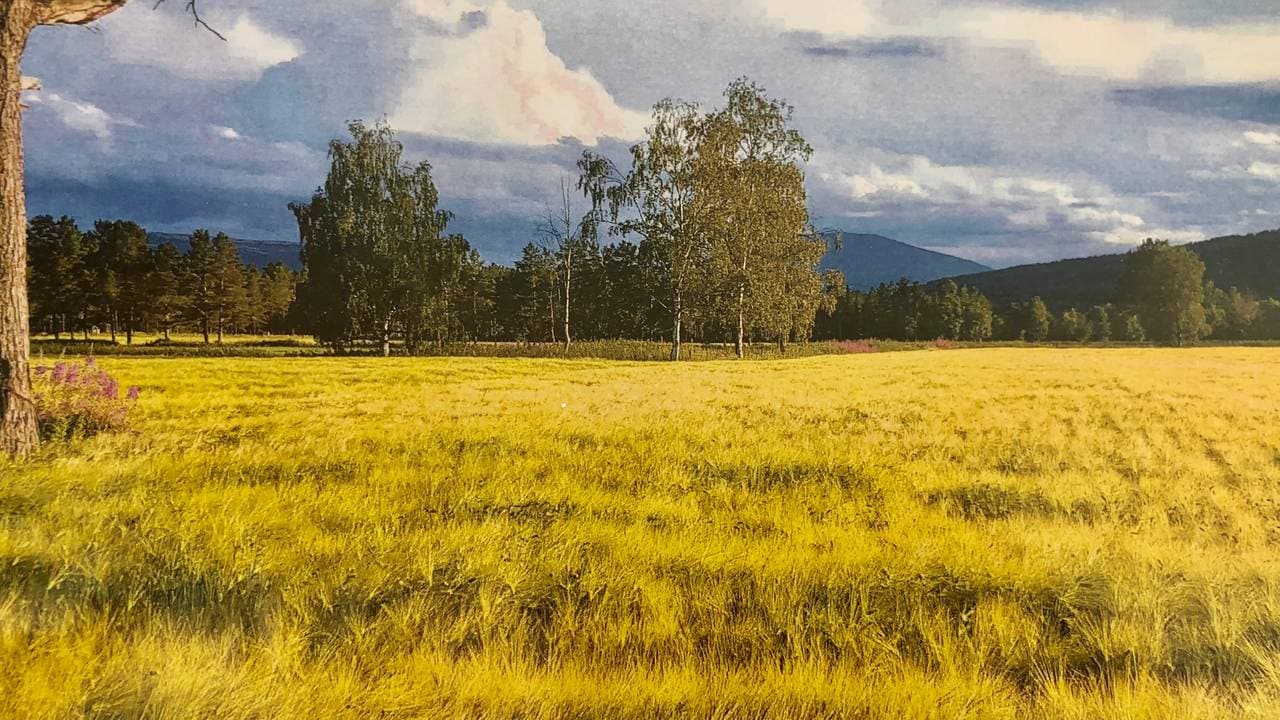 I nord-østerdal med lange kalde vintre er det på grensa av hva som er mulig å dyrke korn. Frøene bruker 4,5 måneder på å bli modent.
