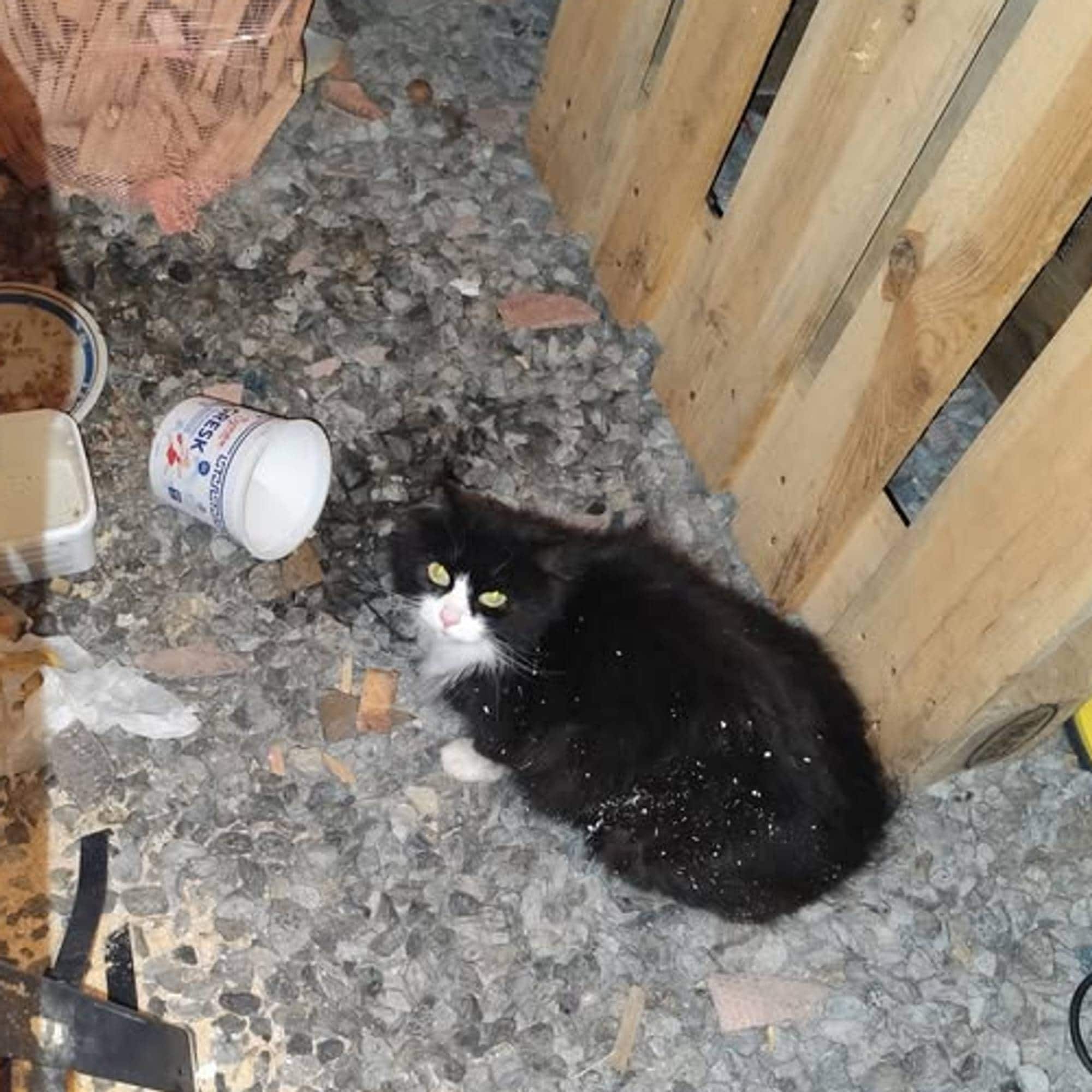 Forlatt katt funnet i Drammen sammen med sine barn.