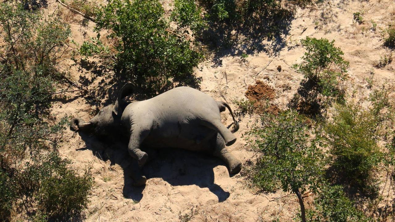 elefant 10