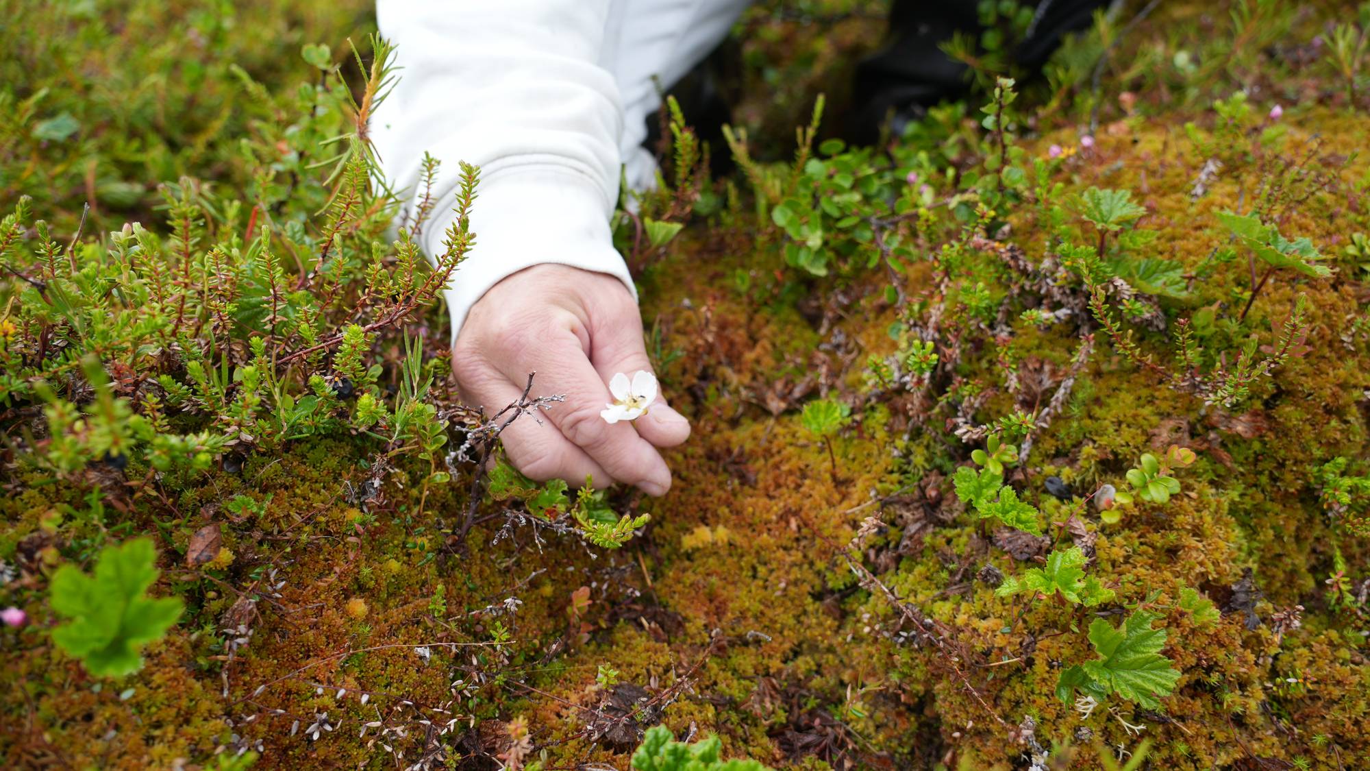 En person med hvit genser tar på en multeblomst i myren.