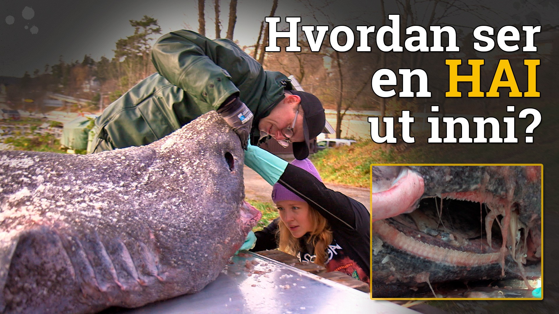 dyrevenn-x-nrk-tv