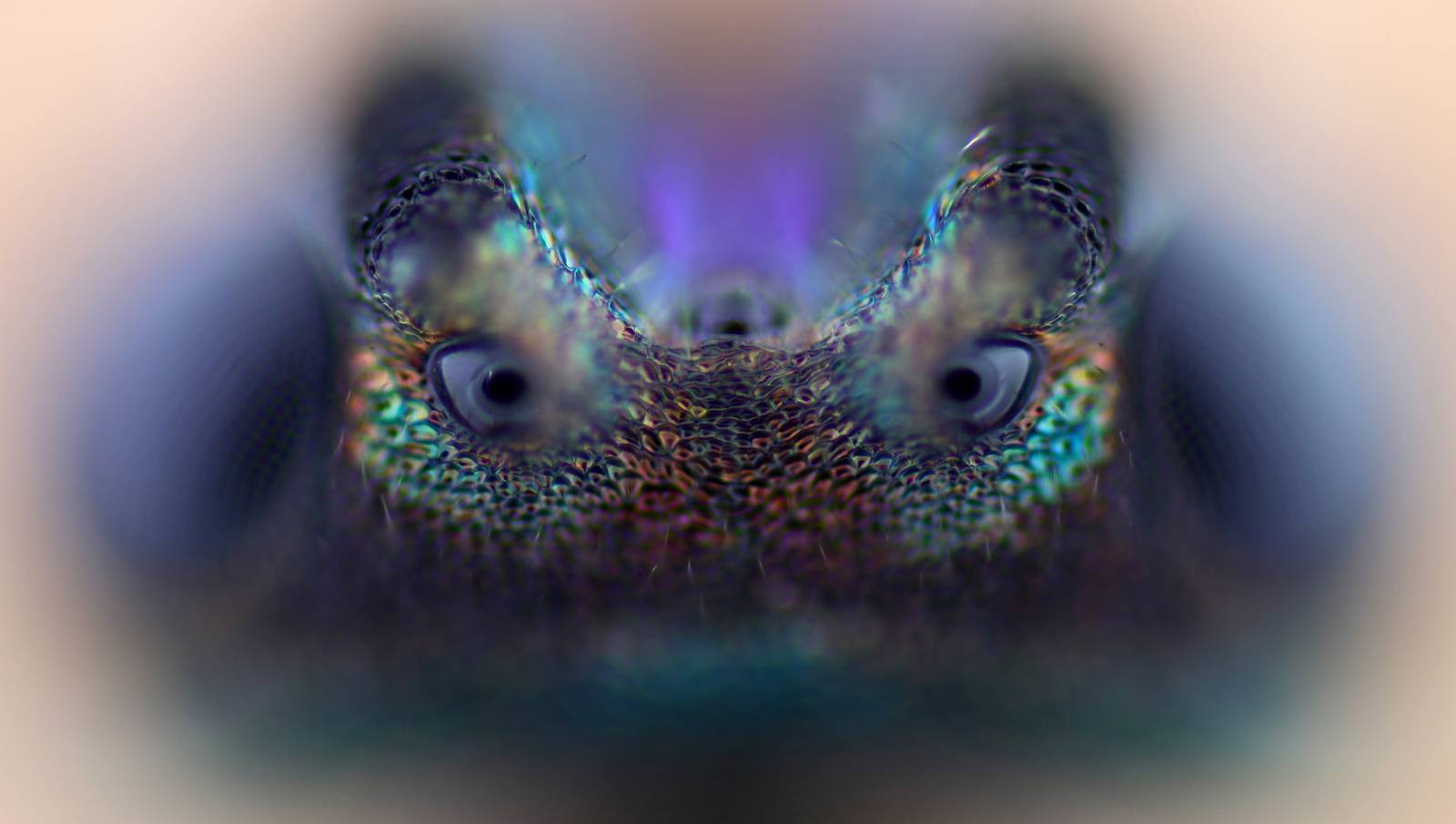 Norsk mikrofotograf blant dei beste – NRK Viten – Forskning, vitenskap ...