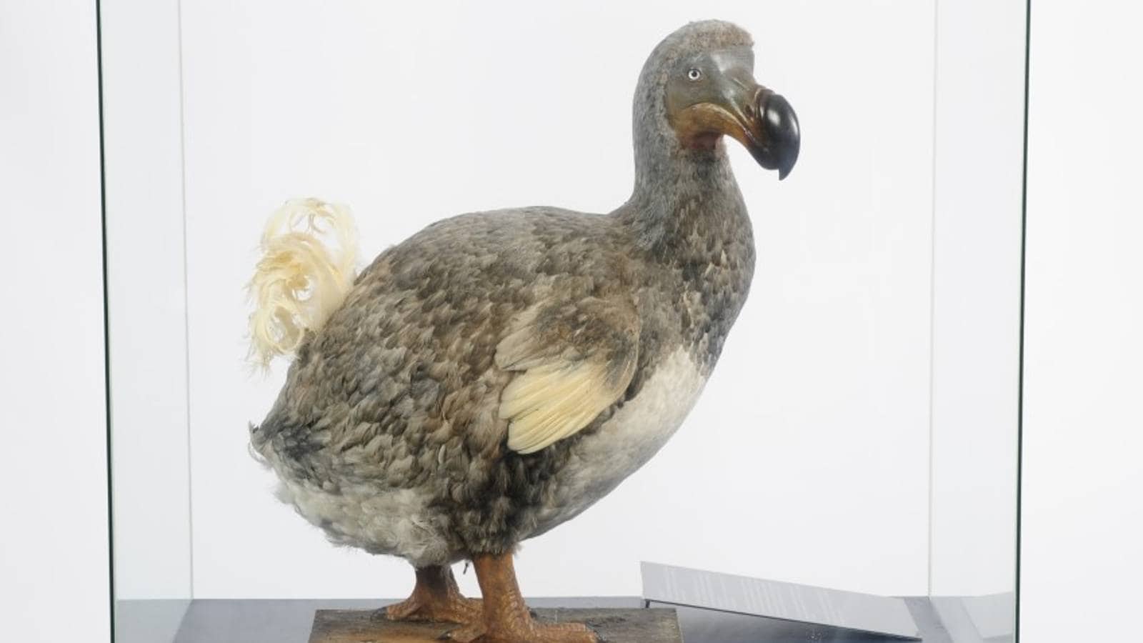Fuglen Rok Kritisk til gjenoppliving av den 400 år gamle Dodo-fuglen – NRK Vestland