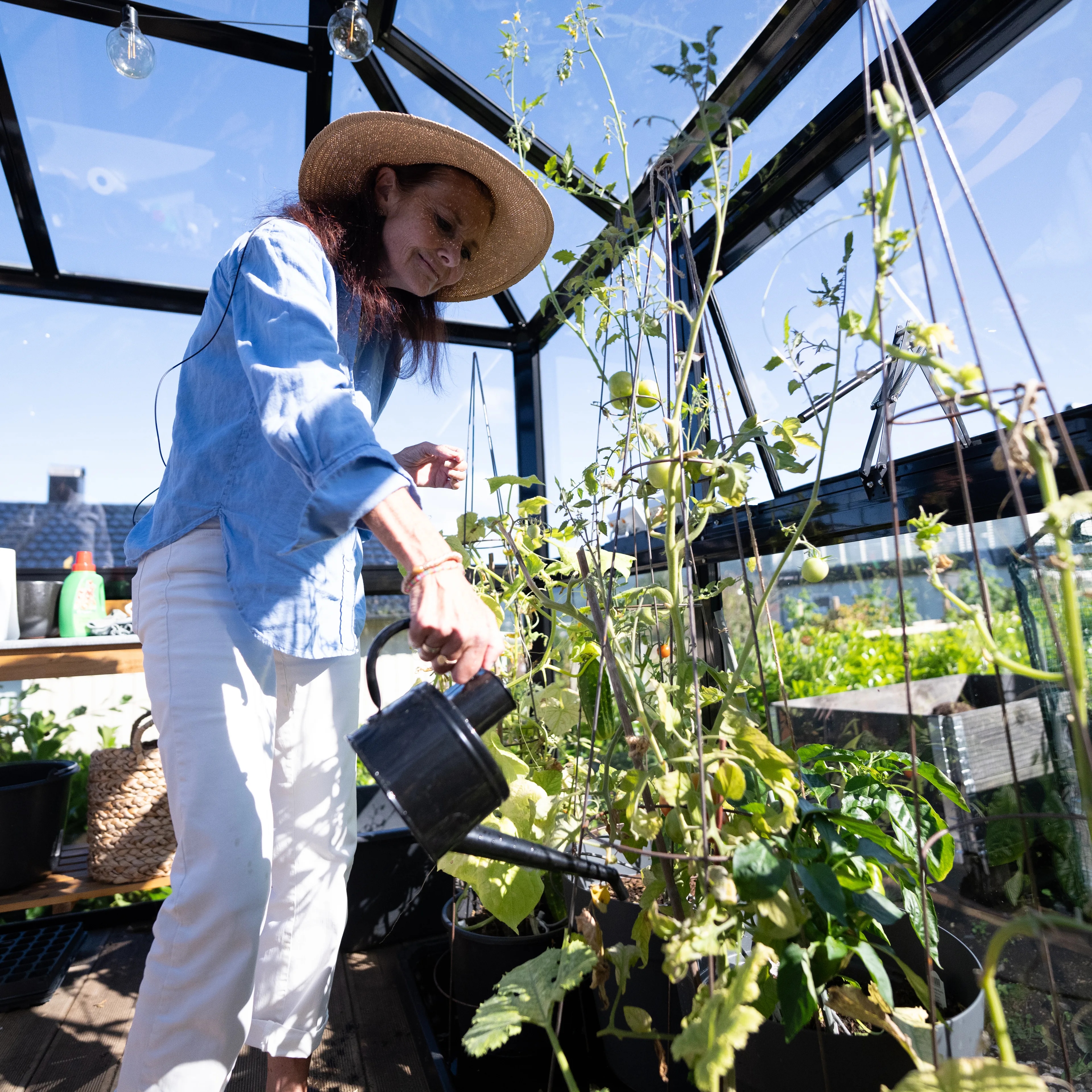 Irene Mjelde står i eit drivhus. Ho har på seg kvit bukse ,blå skjorte og ein solhatt. Ho vatnar tomatplantene med ei vasskanne. Ho smiler mot plantene.