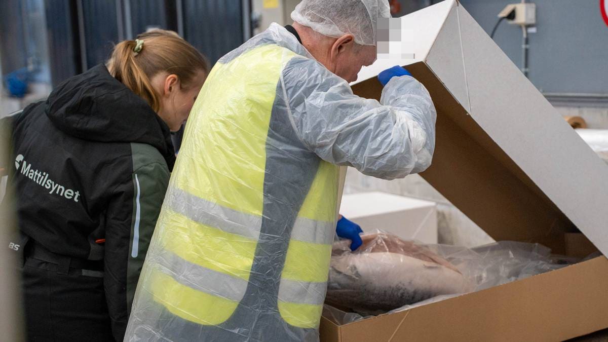 Omfattende aksjon i sjømatnæringen: Avdekket flere lovbrudd