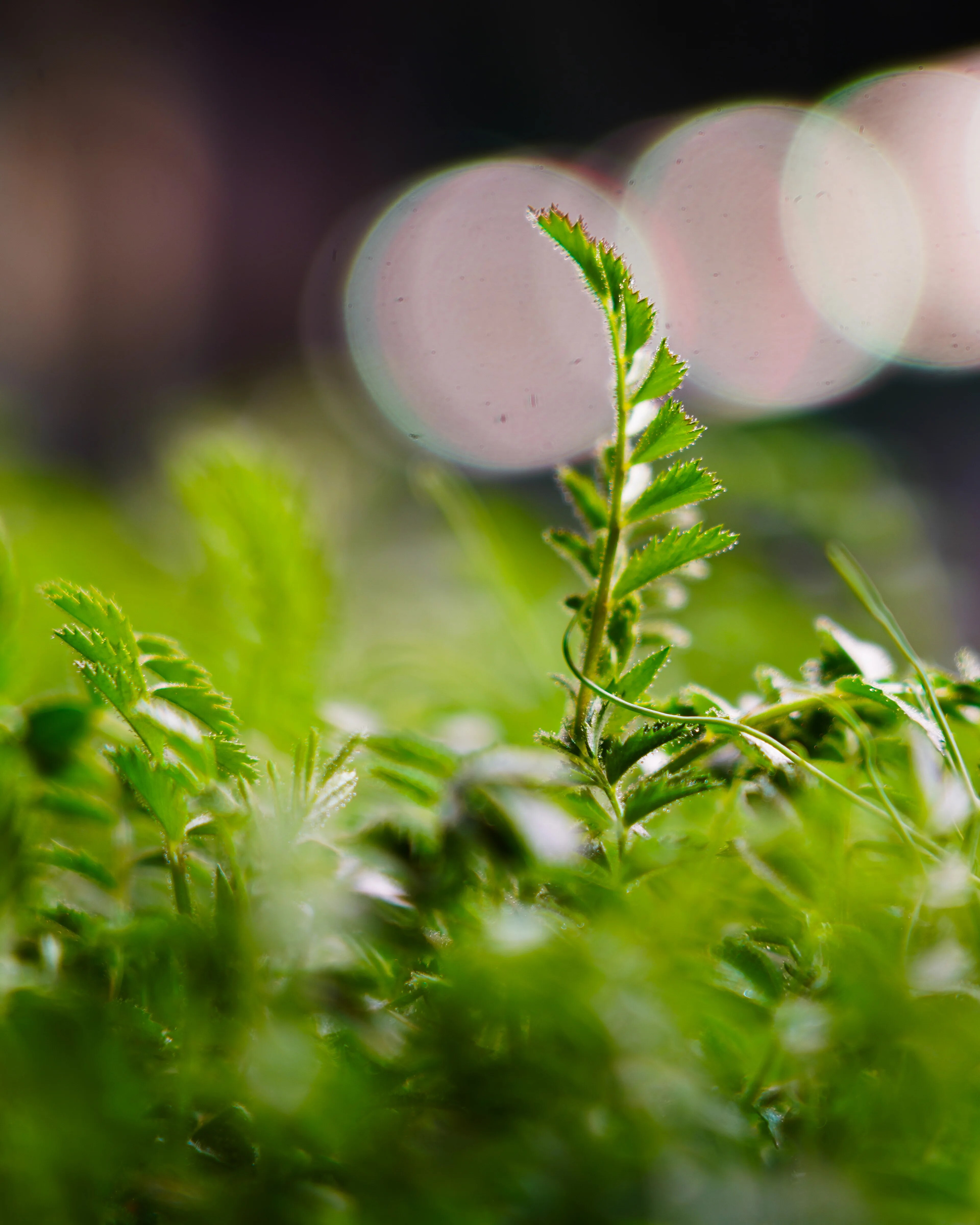 Noen av urtene