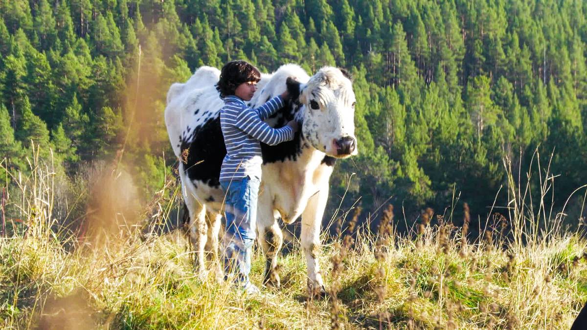 Marlene trenger hjelp til å bli Norges eldste ku