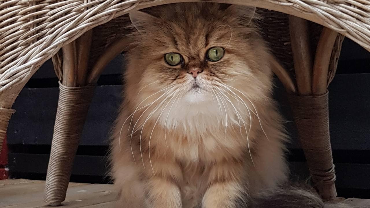 Tussetroll fra Nordstrand er 7 år gammel