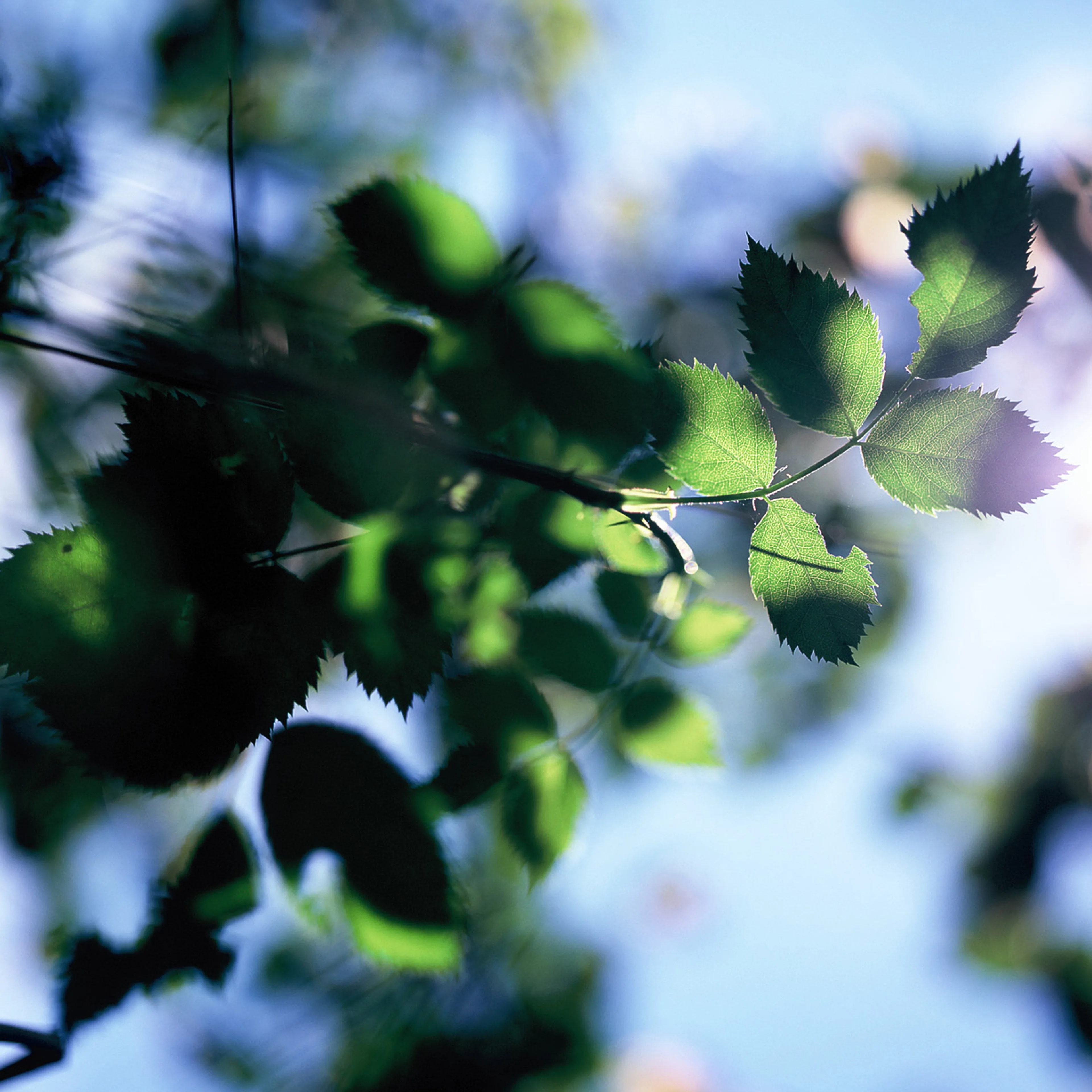Grønne blader fotografert nedenfra mot en lys himmel. (Bildebeskrivelsen er laget av en KI-tjeneste)