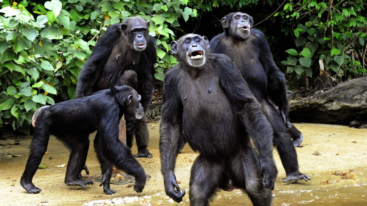 Forbauset forskerne: Sjimpanser angriper tre-fire ganger større gorillaer