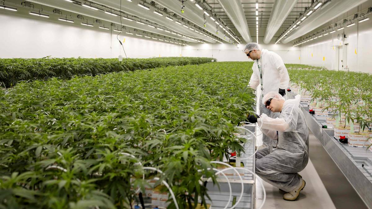 Vil Trondheim skal bli prøvekanin for kjøp og salg av cannabis