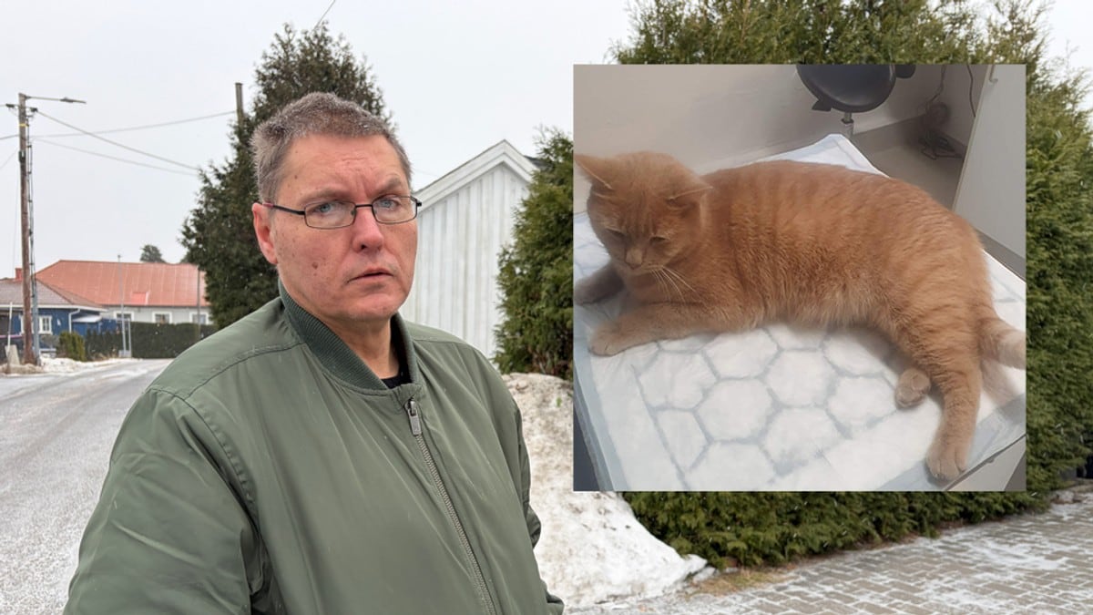 Morten fant katten sin skutt: – Jeg ble veldig redd