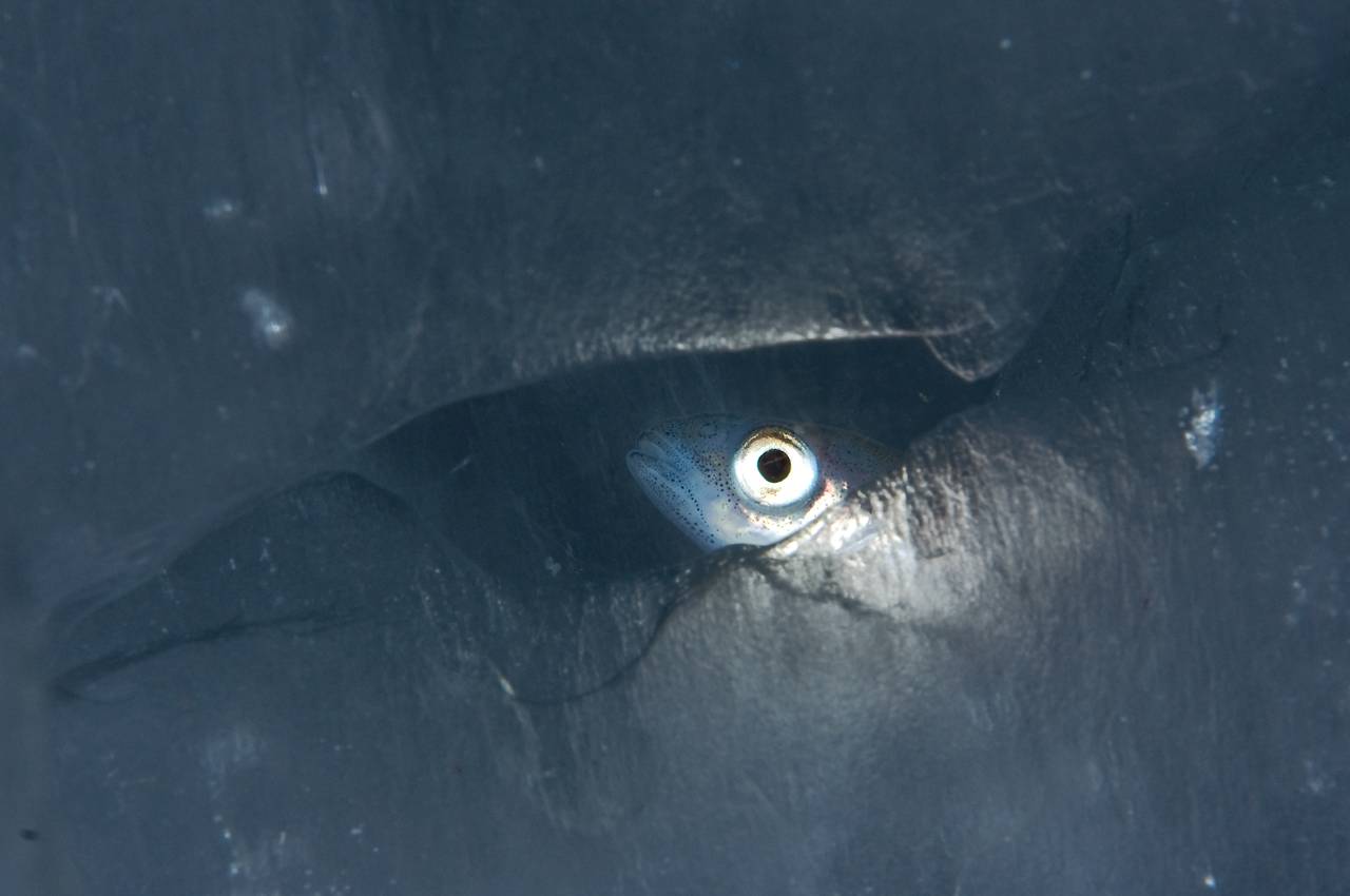 En polartorsk med stort øye kikker frem gjennom et hull i havisen i Barentshavet