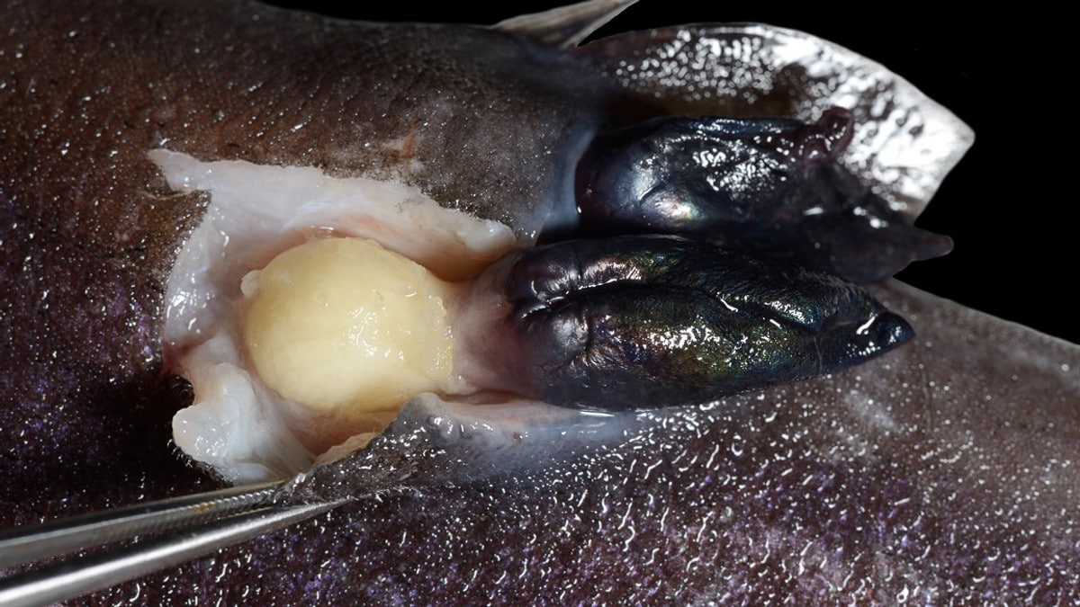 Dette er det ekte monsteret i Sogne­fjorden