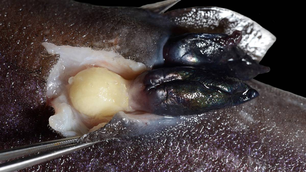 Dette er det ekte monsteret i Sognefjorden