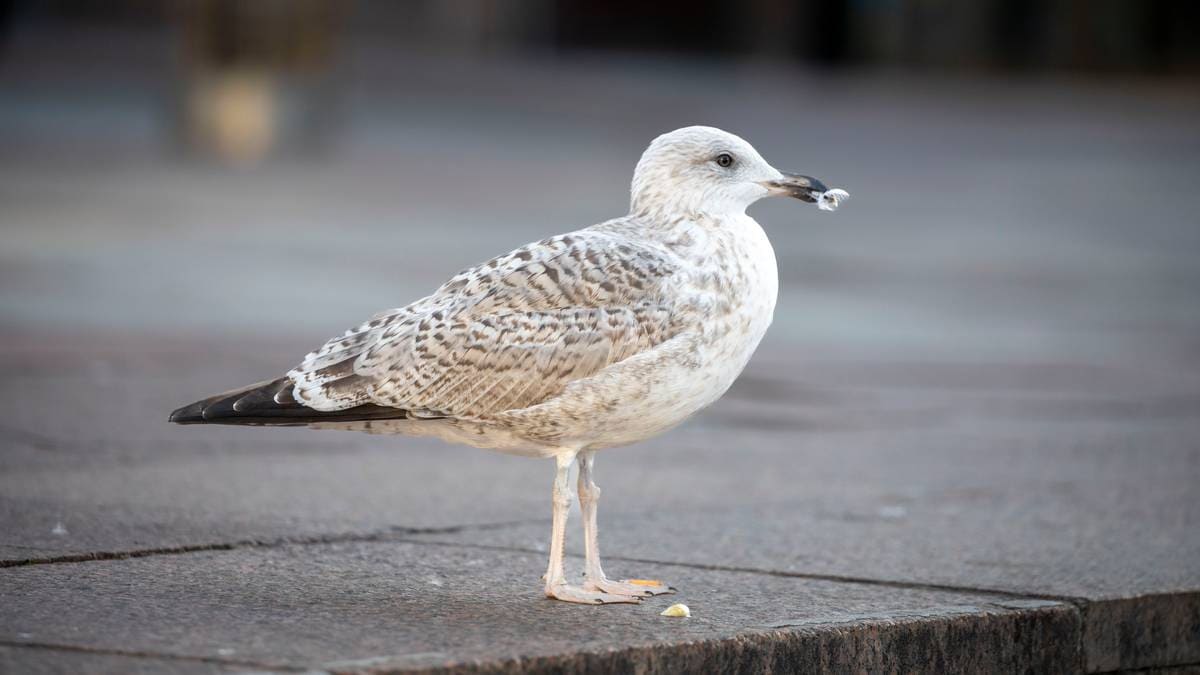 Fant måker skutt og med avrevet hode