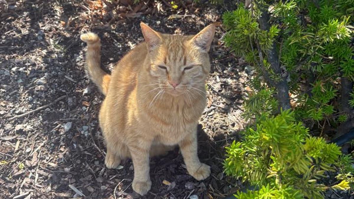 Katten Oliver ble drept med kniv foran kjøpesenter